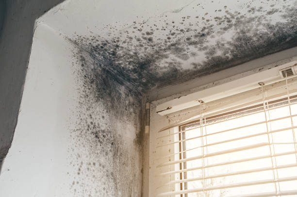 Trusted Crawl Space Mold Removal service in Saint Thomas, PA - Cheap Mold Removal