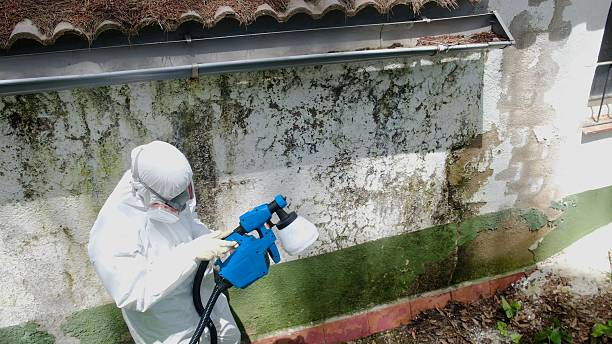 Trusted Black Mold Removal service in Saint Thomas, PA - Cheap Mold Removal